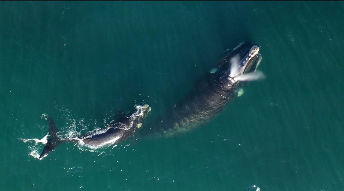 Whale Heritage Site Designation